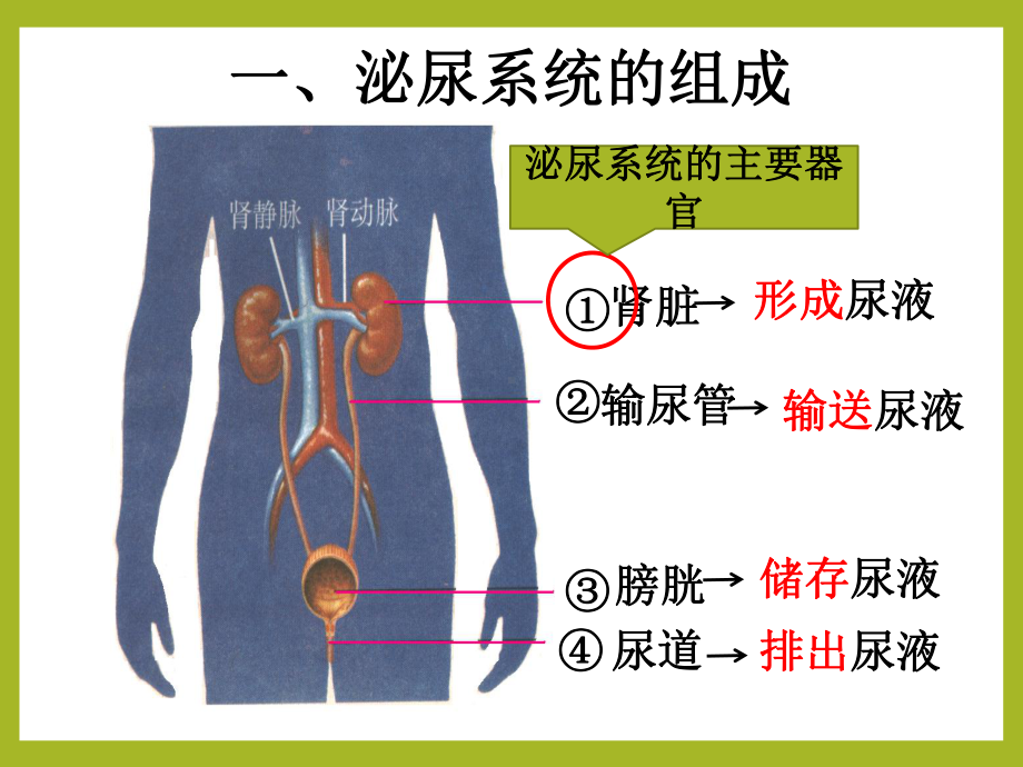 尿的形成与排出-名师课件.pptx_第3页