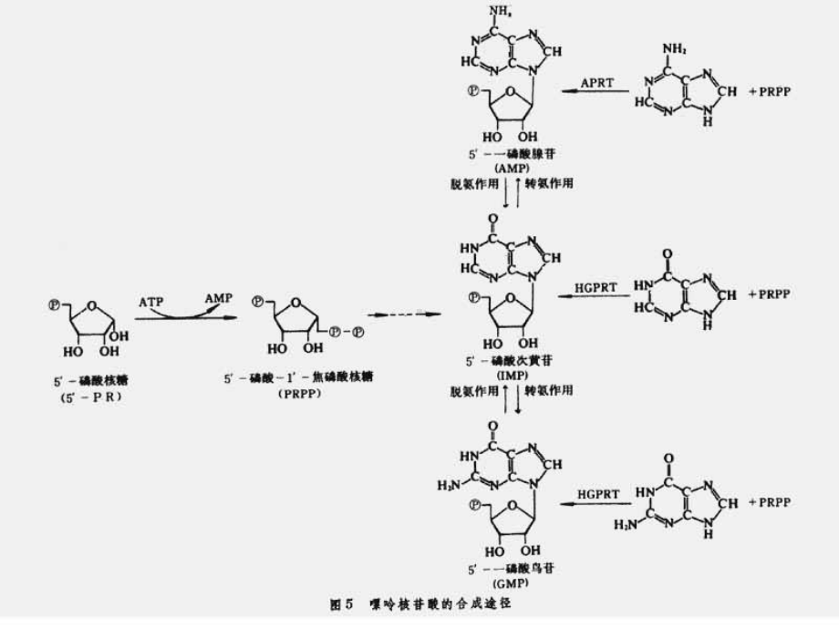 授课用-高尿酸血症课件.ppt_第3页