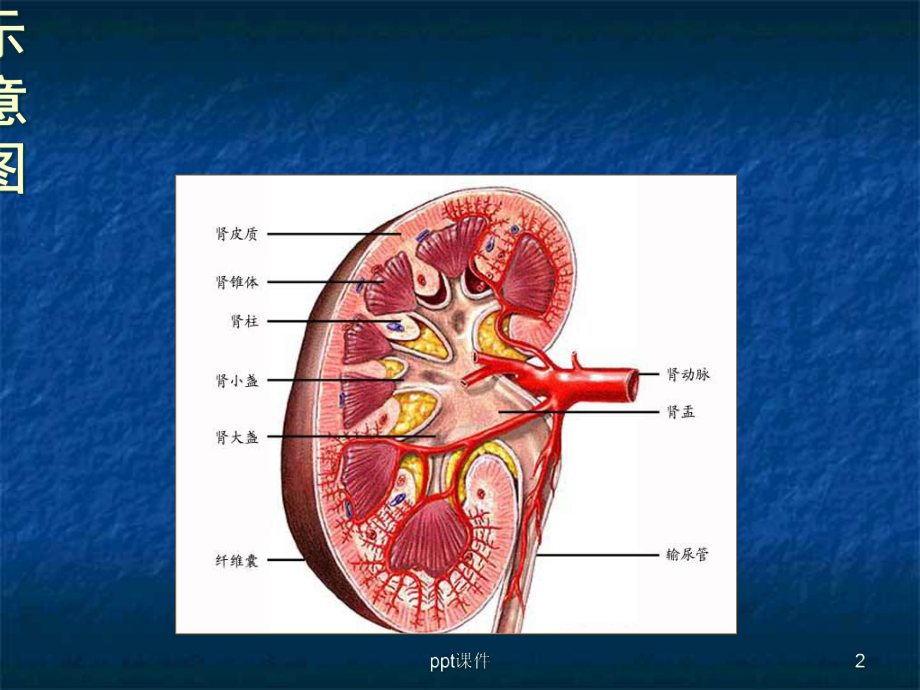 新生儿肾脏先天性发育异常-课件.ppt_第2页