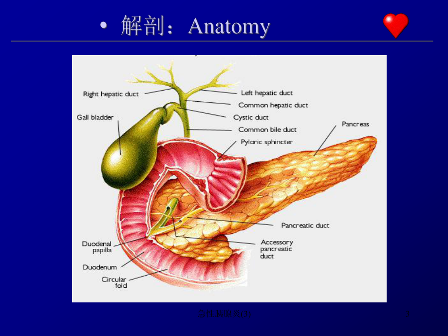 急性胰腺炎课件3.ppt_第3页