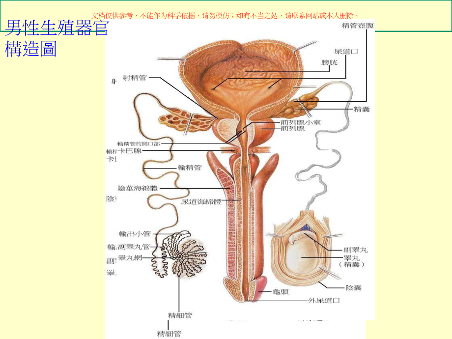 性传染病医学知识专题讲座培训课件.ppt_第3页