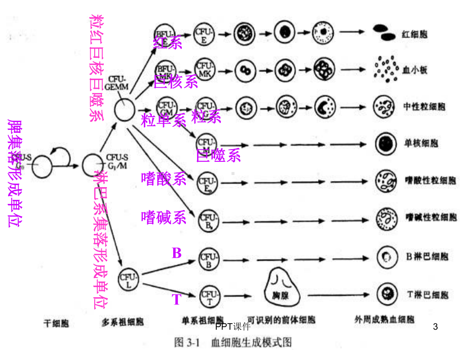 常用血液生化检查正常值及临床意义-课件.ppt_第3页