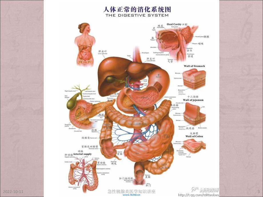 急性胰腺炎医学知识讲座培训课件.ppt_第3页