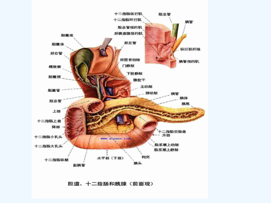 急性胰腺炎的护理田丽媛课件.ppt_第3页