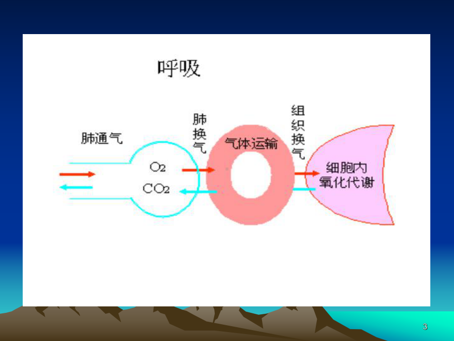 新生儿呼吸生理特点课件-3.ppt_第3页