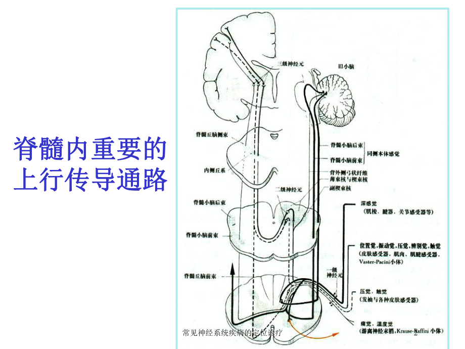 常见神经系统疾病的定位诊疗培训课件.ppt_第2页