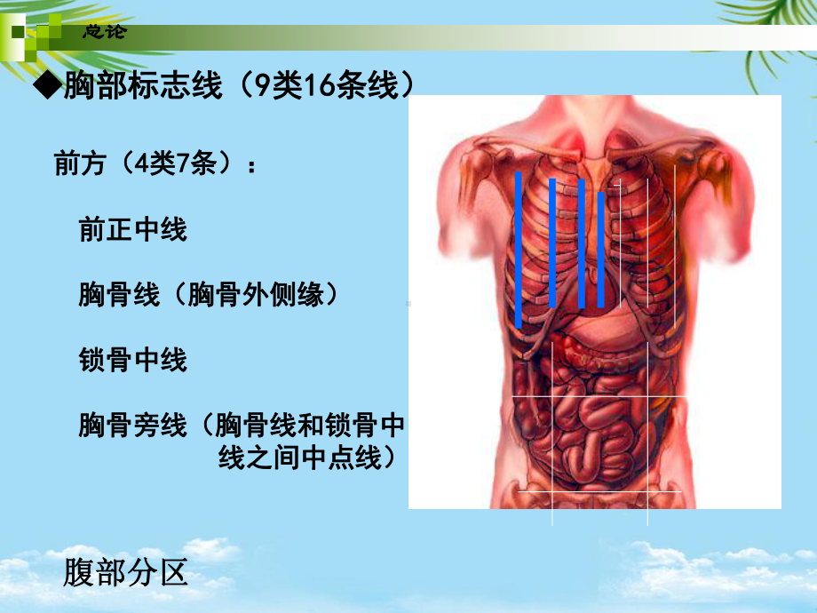 教培用解剖学基础第三章消化系统课件.ppt_第3页