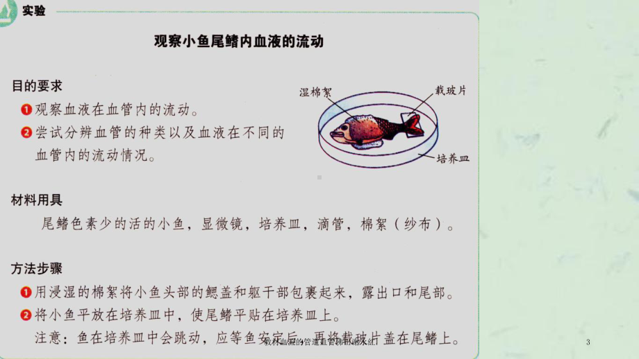 教材血流的管道血管课件.ppt_第3页