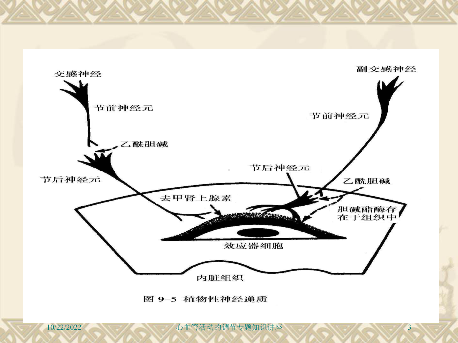 心血管活动的调节专题知识讲座培训课件.ppt_第3页