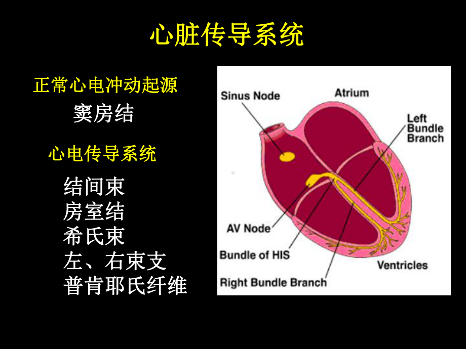 心律失常小讲课培训课件.ppt_第3页