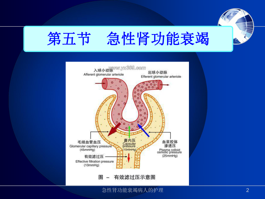 急性肾功能衰竭病人的护理培训课件.ppt_第2页