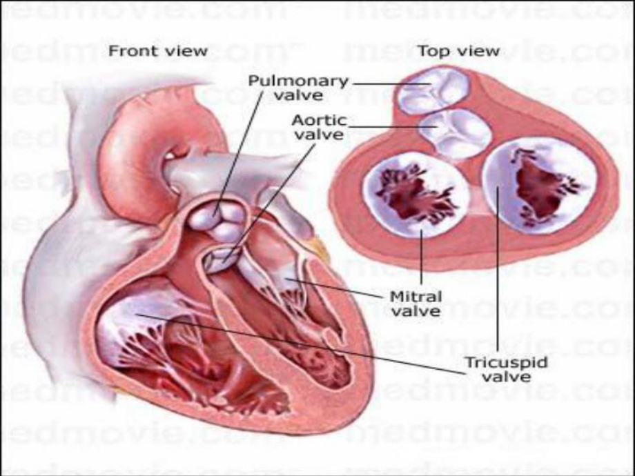 心脏瓣膜病心血管内科-课件.ppt_第3页
