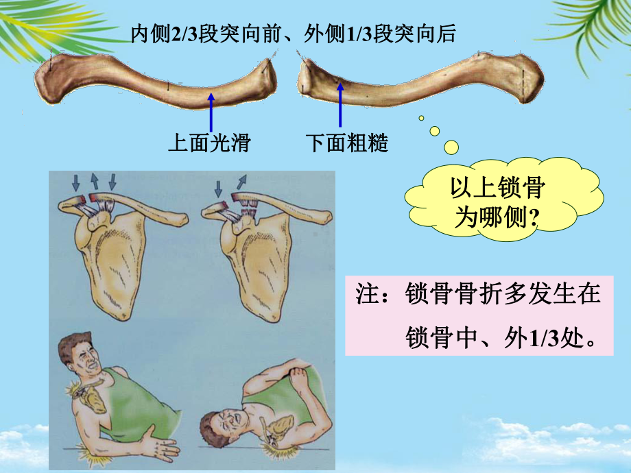 教培用解剖学运动系统四肢骨及其连结临床专业课件.ppt_第3页