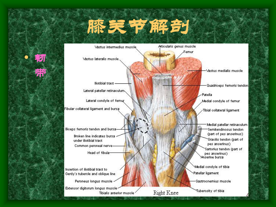 常见骨关节疾病MRI影像学表现-课件.ppt_第2页