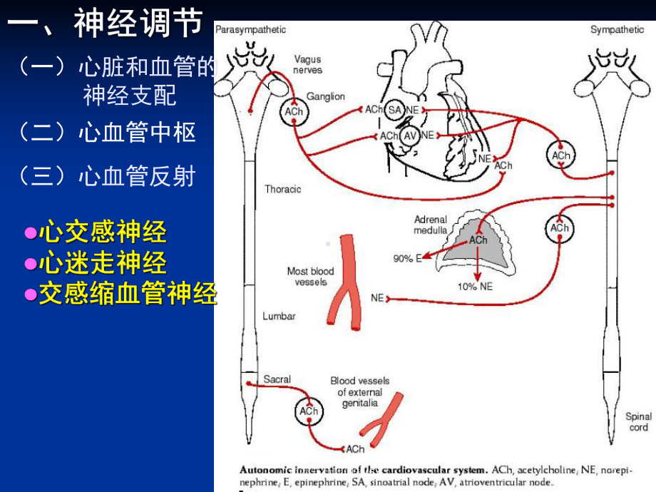 心血管活动的调节课件5.ppt_第2页