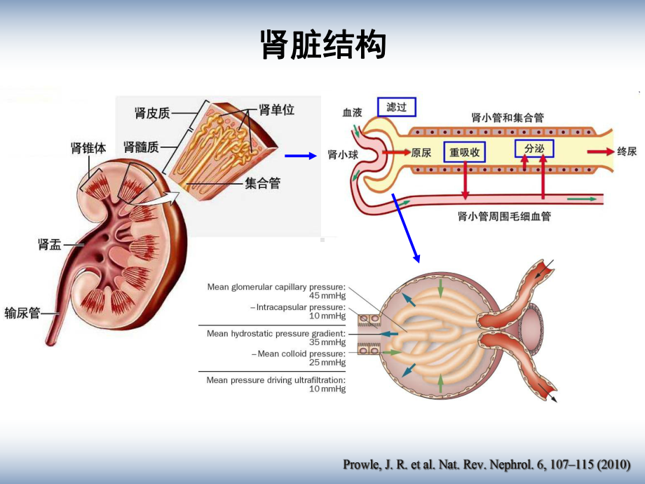 急性肾损伤从基础到临床课件.ppt_第2页