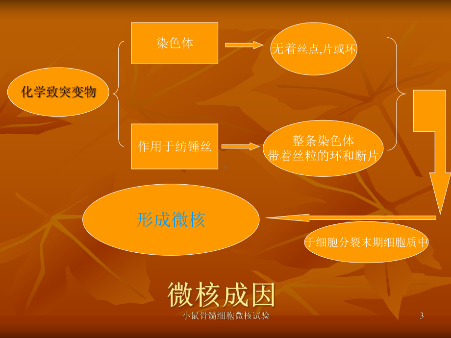 小鼠骨髓细胞微核试验培训课件.ppt_第3页