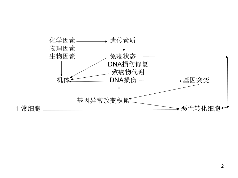 恶性肿瘤的发病机制课件-2.ppt_第2页