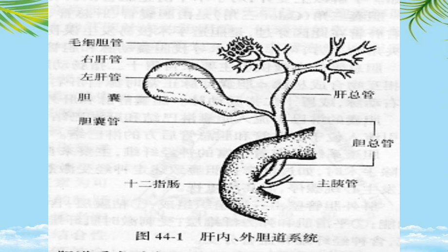 执医胆道疾病全面课件.pptx_第3页