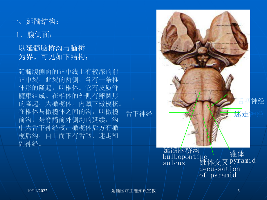 延髓医疗主题知识宣教课件.ppt_第3页