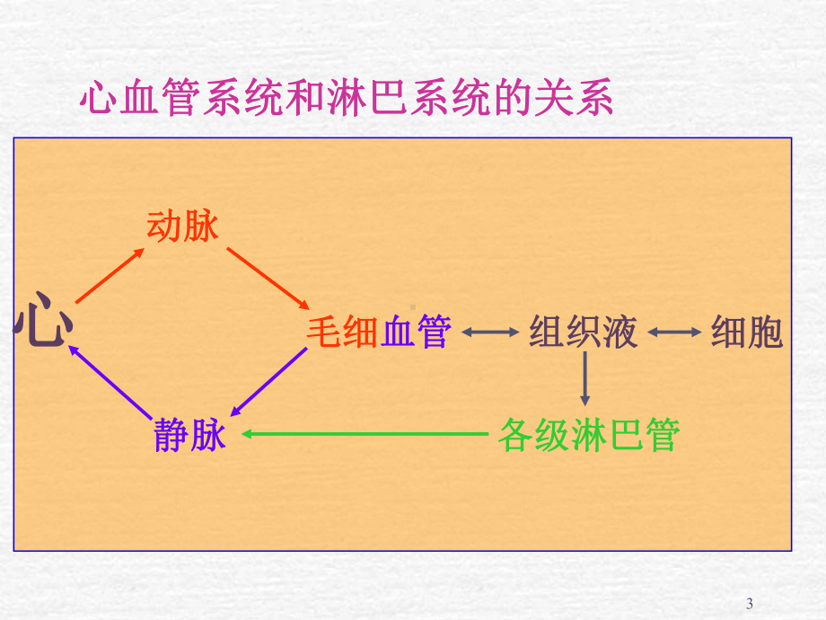 心血管系统解剖学课件-2.ppt_第3页