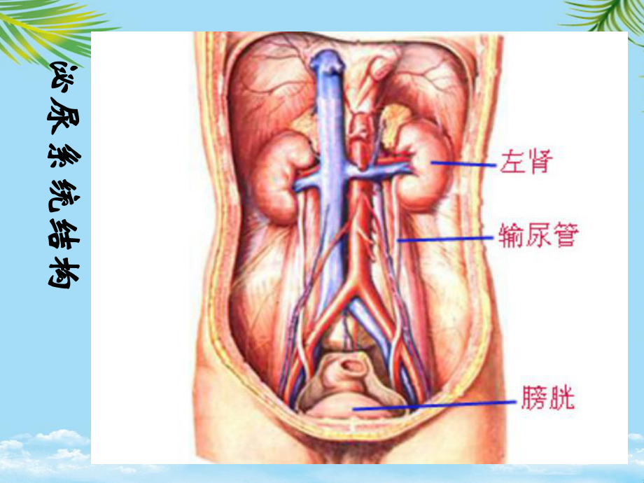 教培用课排尿护理课件.ppt_第3页