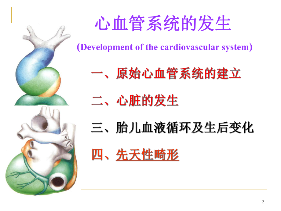 心血管发生课件-2.ppt_第2页