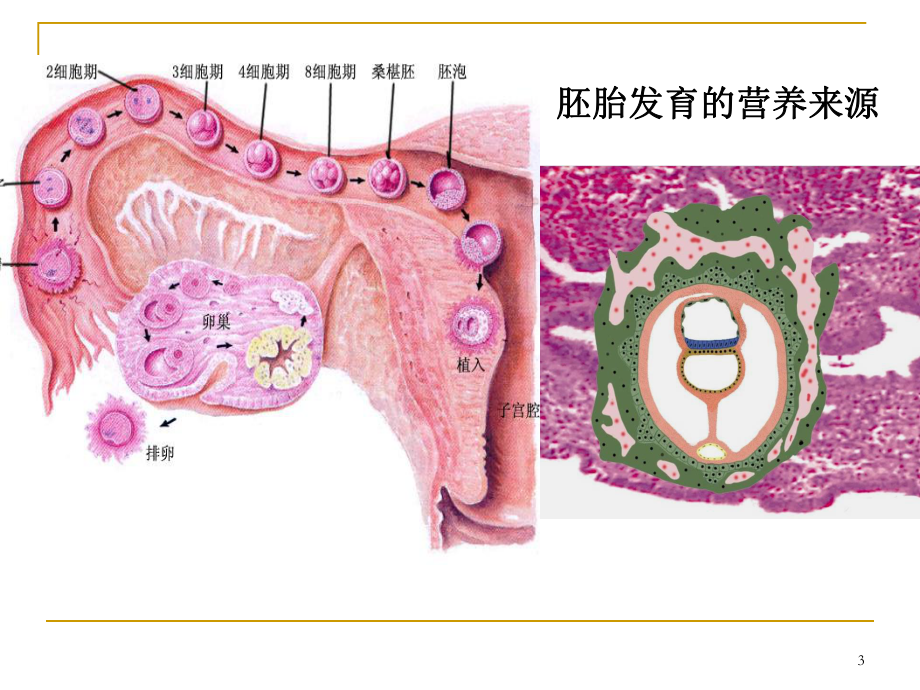 心血管发生课件-2.ppt_第3页