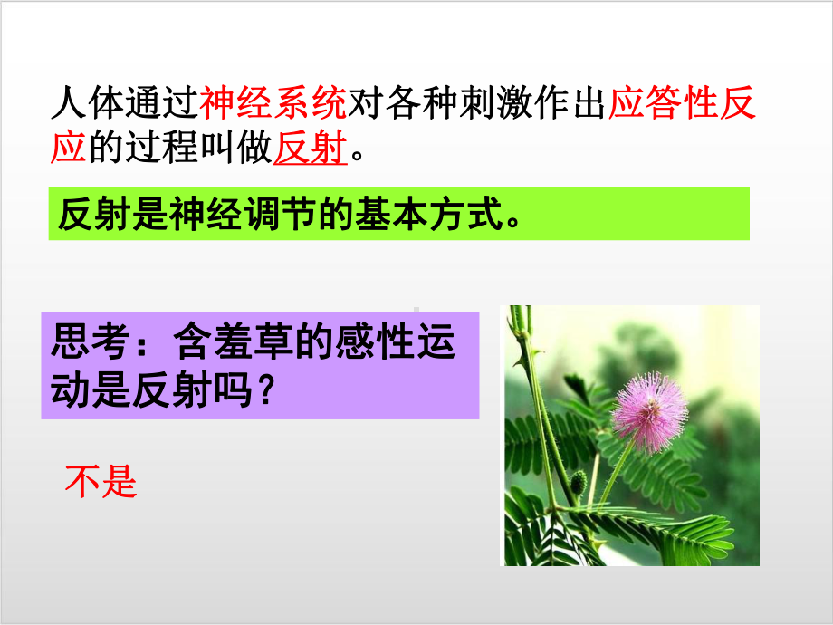 新教材《神经调节》课件人教版1.ppt_第3页