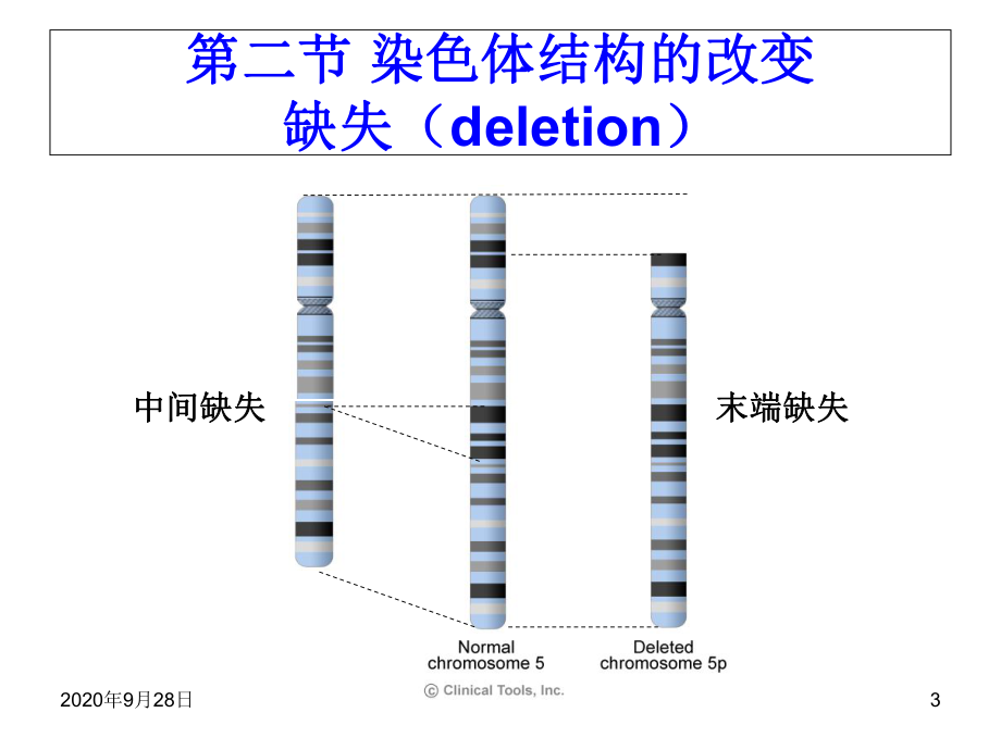 染色体畸变概述课件.ppt_第3页