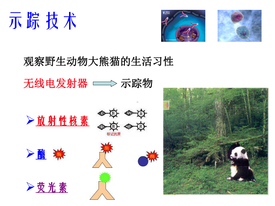 核医学第4章-放射性核素标记化合物课件.ppt_第2页