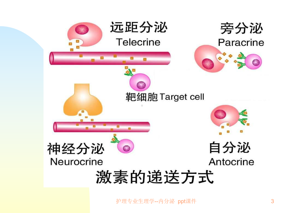 护理专业生理学内分泌-课件.ppt_第3页