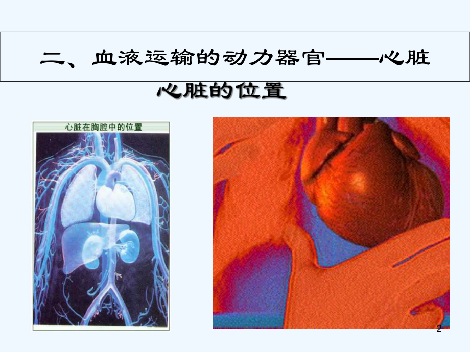 心脏结构-课件.ppt_第2页