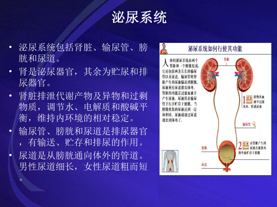 尿路感染诊断与实验室诊断讲稿课件.ppt_第2页