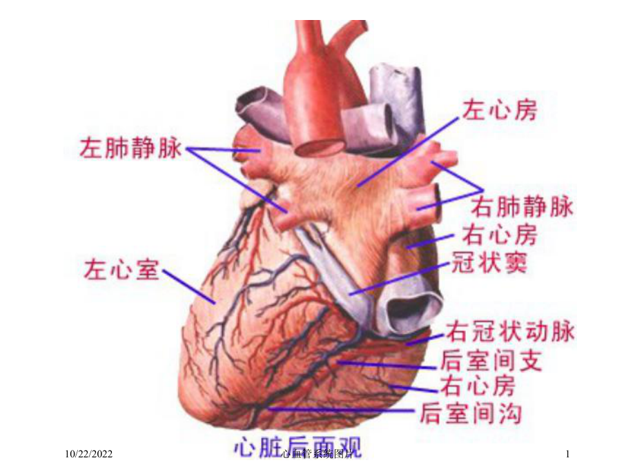 心血管系统图片培训课件.ppt_第1页