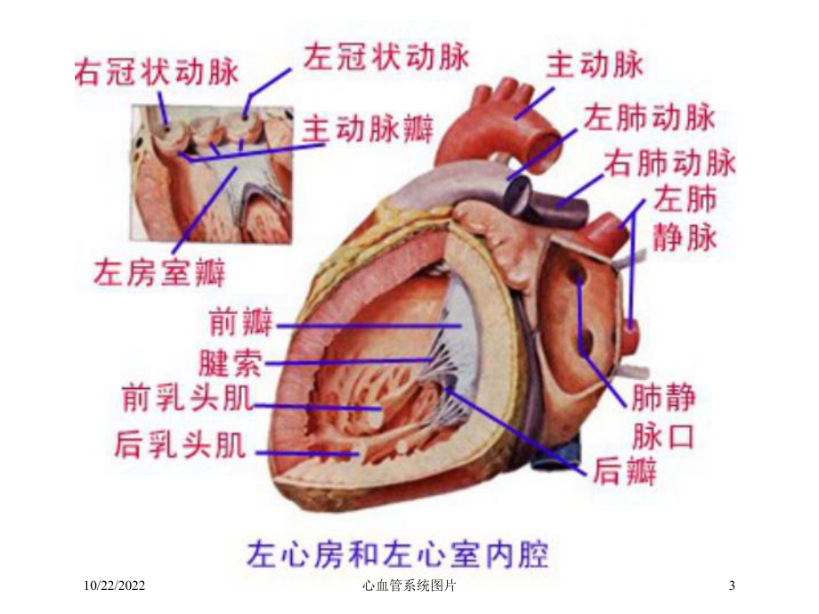 心血管系统图片培训课件.ppt_第3页