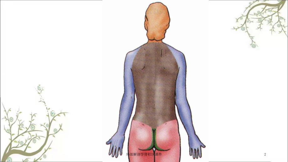 局部解剖学脊柱区课件.ppt_第2页