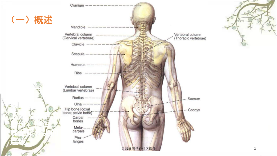 局部解剖学脊柱区课件.ppt_第3页