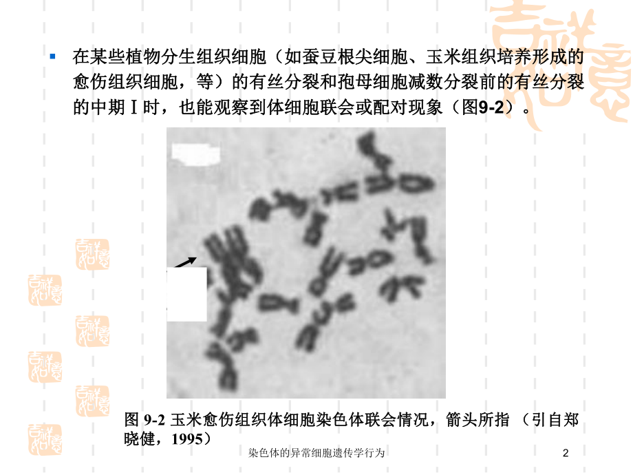 染色体的异常细胞遗传学行为培训课件.ppt_第2页