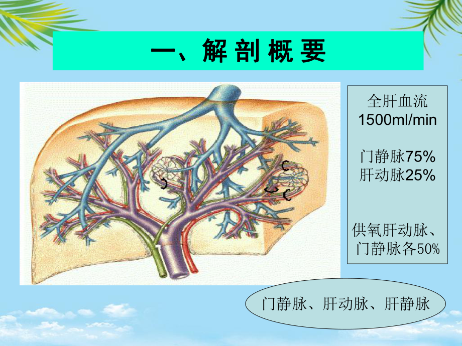 教培用门脉系统解剖及门脉高压病理生理课件.pptx_第2页