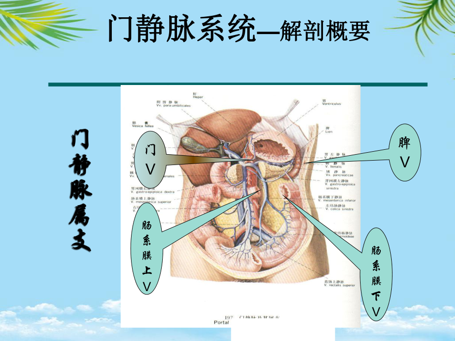 教培用门脉系统解剖及门脉高压病理生理课件.pptx_第3页