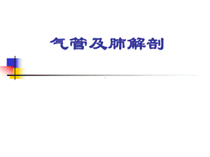 支气管与肺解剖课件.ppt