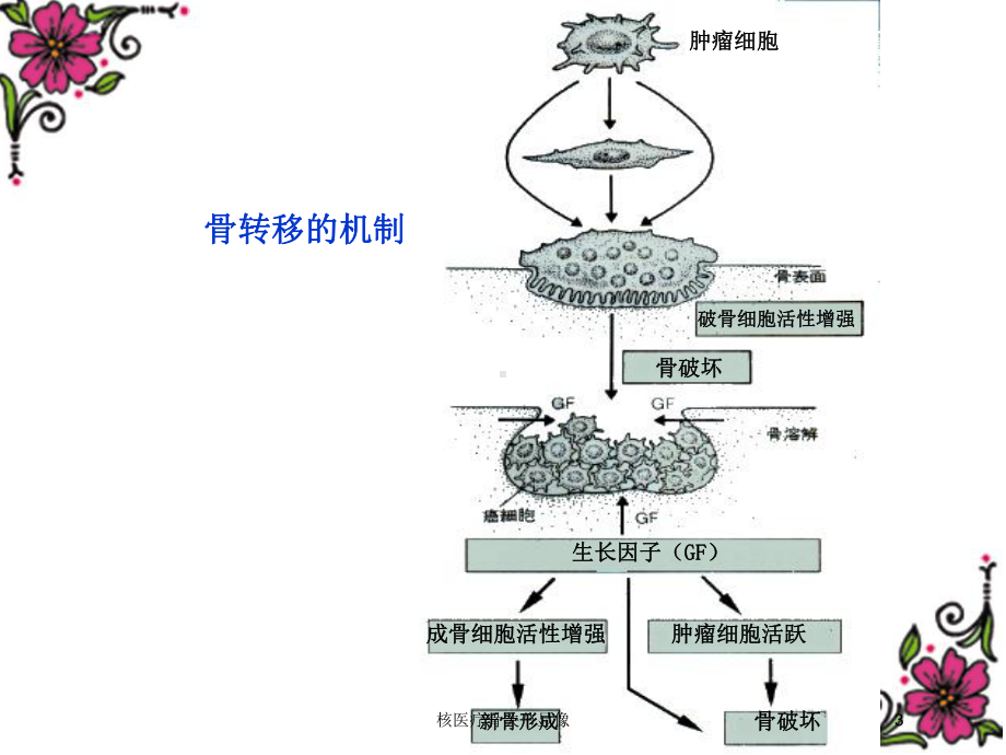 核医疗骨关节显像培训课件.ppt_第3页