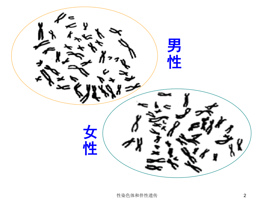 性染色体和伴性遗传培训课件.ppt_第2页