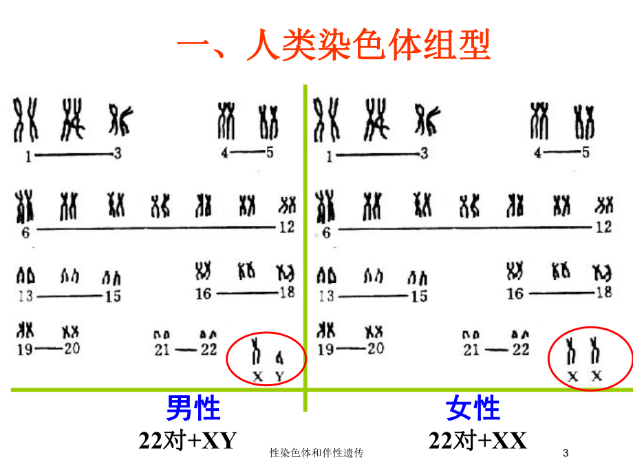 性染色体和伴性遗传培训课件.ppt_第3页