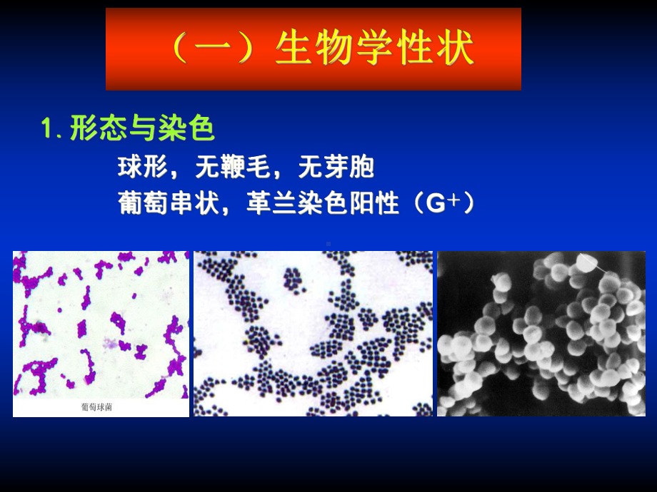 微生物球菌课件.pptx_第3页