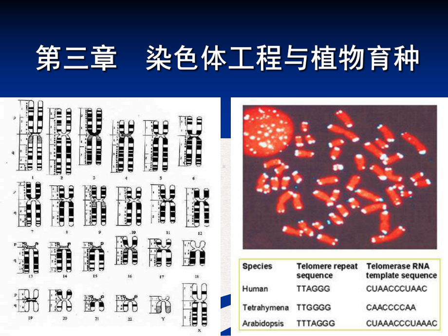 染色体工程与植物育种课件精美版.ppt_第1页