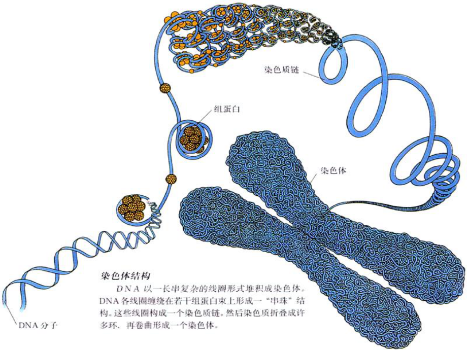 染色体工程与植物育种课件精美版.ppt_第2页