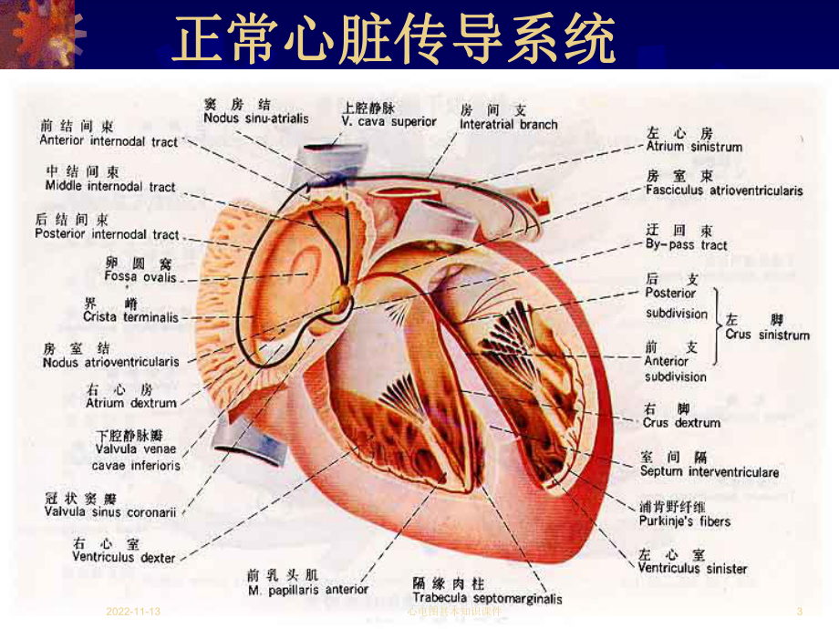 心电图甚本知识课件.ppt_第3页