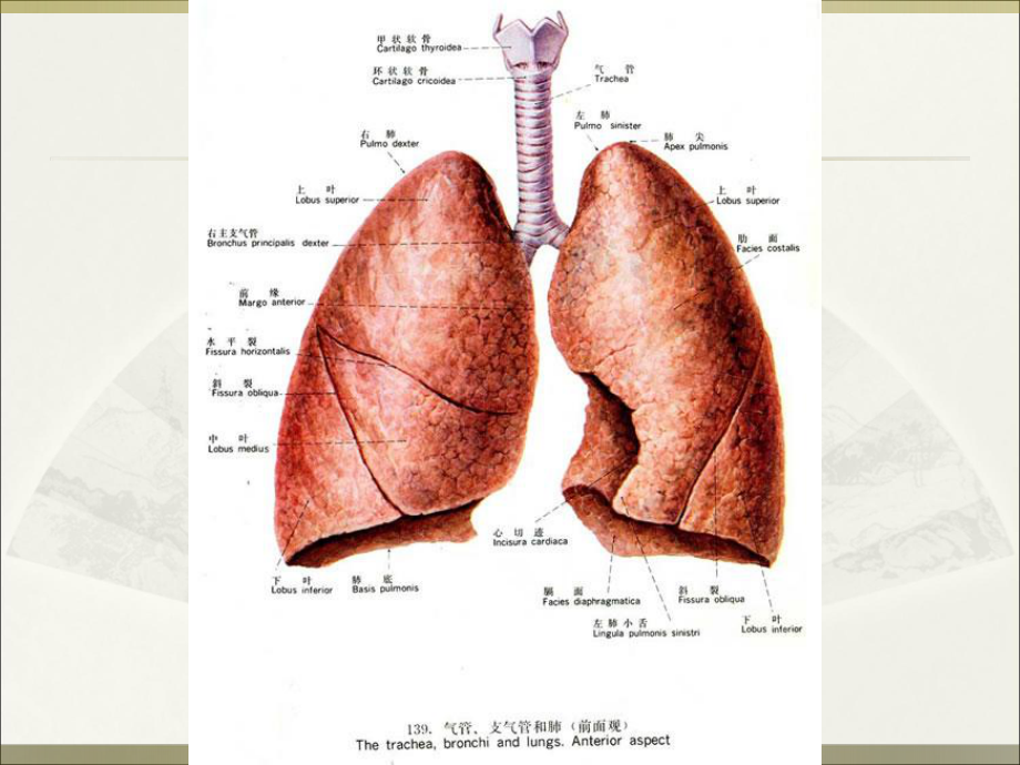 支气管镜入门(图谱)课件.ppt_第3页